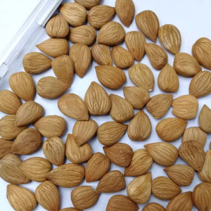 甜杏仁