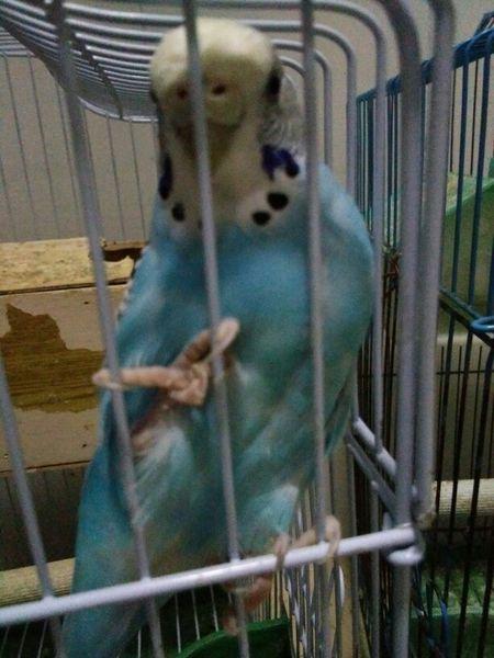 鹦鹉睡觉姿势图片