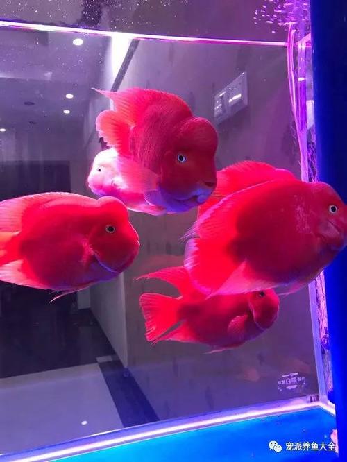 鱼友家的财神鹦鹉鱼颜值超赞,红红火火的非常讨喜!