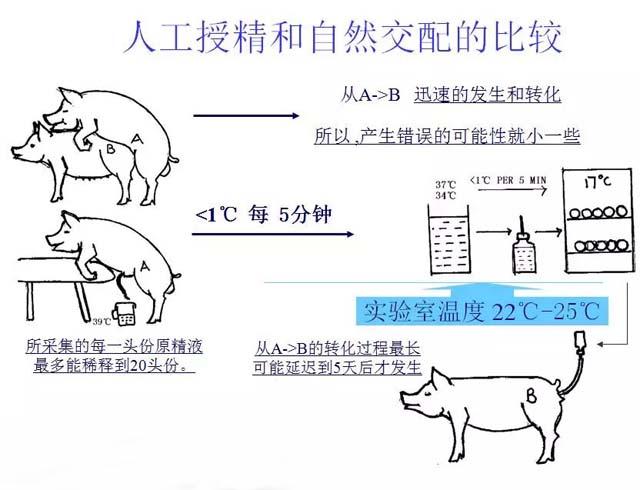 猪人工授精技术优势图解 母猪人工授精的注意事项