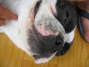 犬湿疹