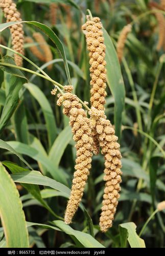 成熟的谷子