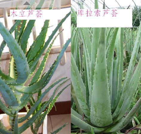芦荟有毒吗?怎么区分有毒和没毒的芦荟?