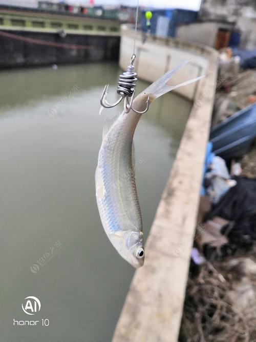 偷空逗白条,手竿路亚式锚鱼见过没?