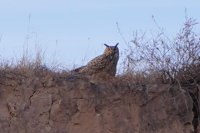 恨狐,长着耳朵的猫头鹰,让我害怕了这么多年