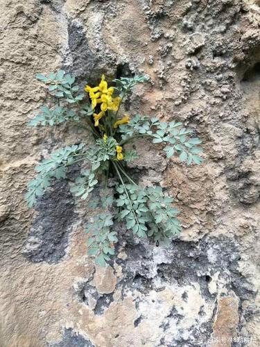 石壁上的野生岩黄连!