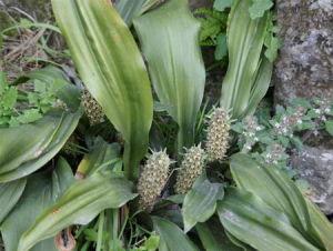 开口箭属植物化学成分与药理作用研究进展