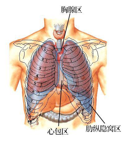 胸膜解剖及胸膜孤立性纤维瘤的 ct 诊断|肿瘤|纵隔