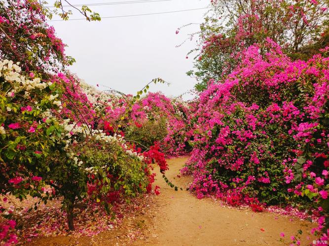 三角梅花海等你来