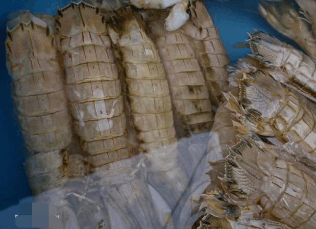 有生物学家表示,皮皮虾在同类型体型的动物中,攻击速度的排行榜上名