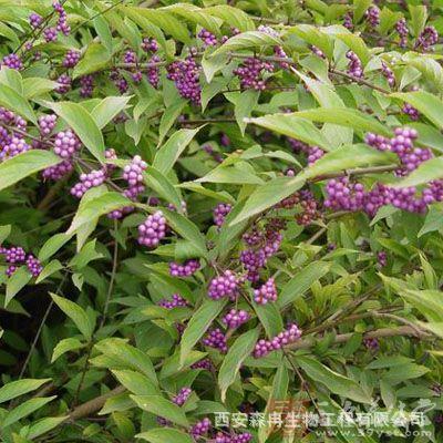 紫珠叶粉 大风叶浓缩粉 紫珠叶纯粉