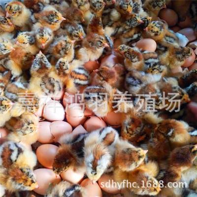 养殖技术芦花鸡苗衡阳麻羽鸡苗常年孵化出售