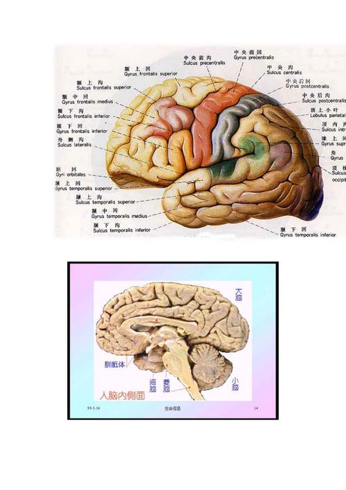 brodmann分区系统人类大脑皮层的