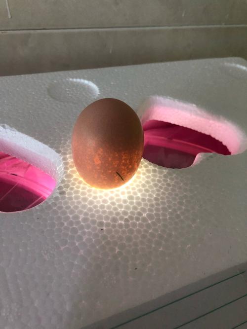 生命篇——小鸡孵化21天日记