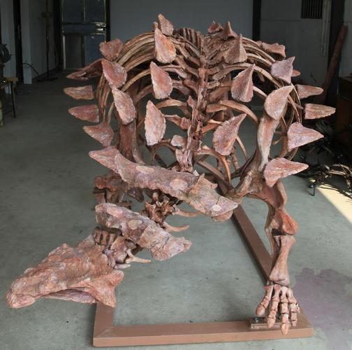 成功修复的中国缙云甲龙化石.郑文杰供图