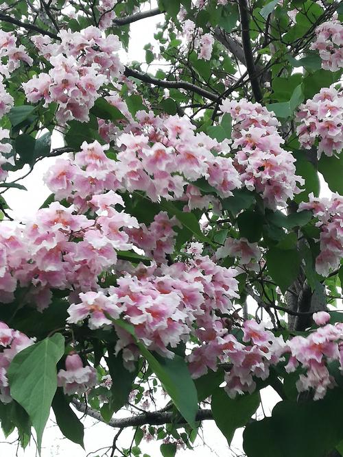 《楸树花》