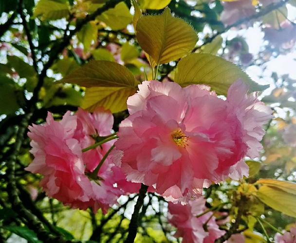 春天气氛正浓,学院花木争春.