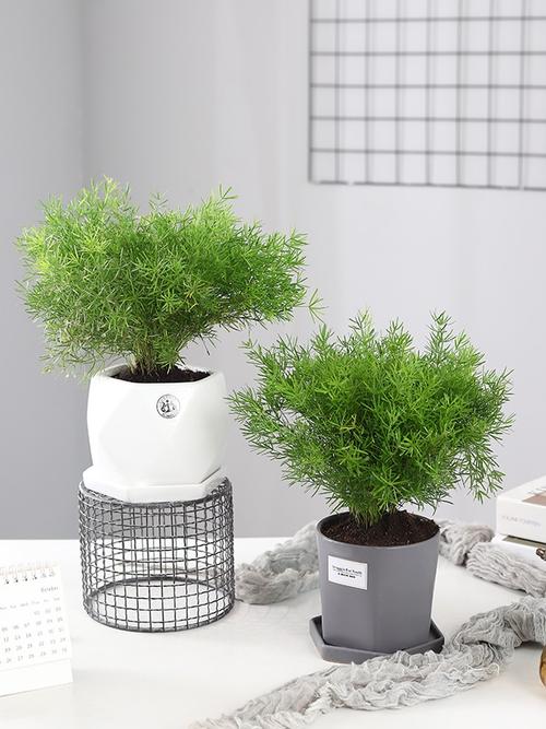 室内盆栽植物不需要阳光喜耐阴的绿植天门冬净化空气观叶桌面盆景