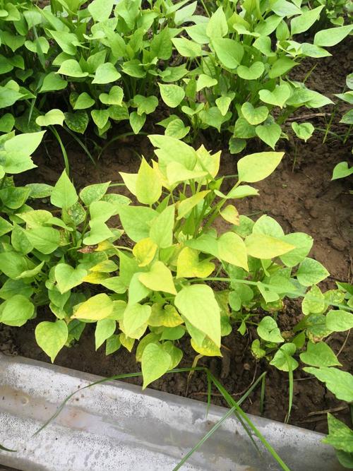 老师您好:红薯苗叶面发黄,是什么病了吗