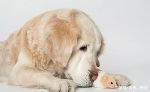 金毛与小老鼠的艺术照片,太萌了