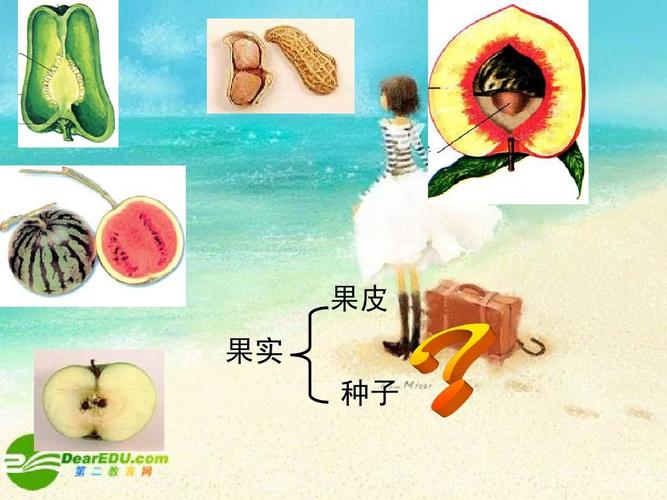 生物:4.1.3《果实和种子的形成》课件1(济南版八年级上)ppt