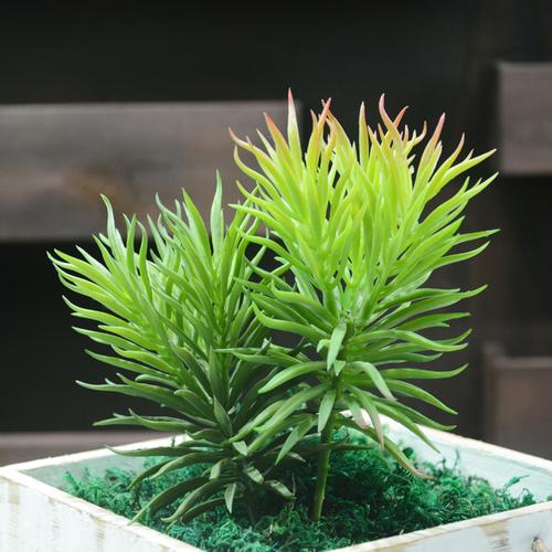 花无缺 仿真多肉绿色植物 仿真多肉石竹 仿真花假花仿真草 松针_7折