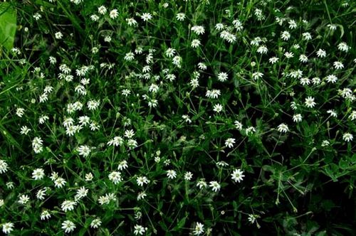 日月峡中草药:山银柴胡