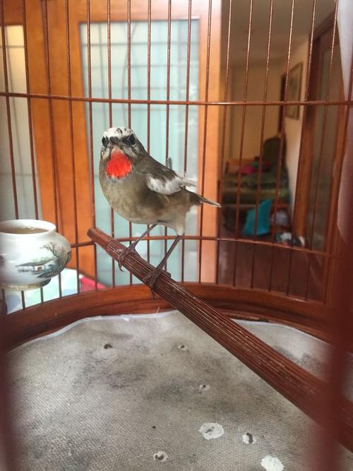 广场 69 鸣鸟专区 69 靛颏协会 69 活久见 白了头