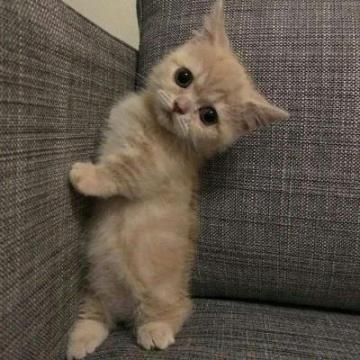 >头像>动物头像>可爱猫咪头像高清萌萌哒2020微信萌宠头像猫咪呆萌>