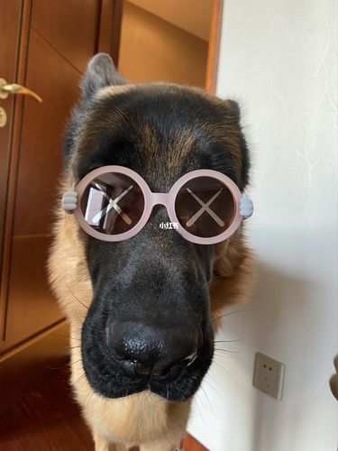 德牧的大黑脸配小粉红_德牧_小粉红_宠物_狗