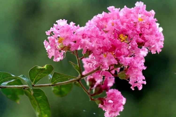 濮阳市的市花是什么?