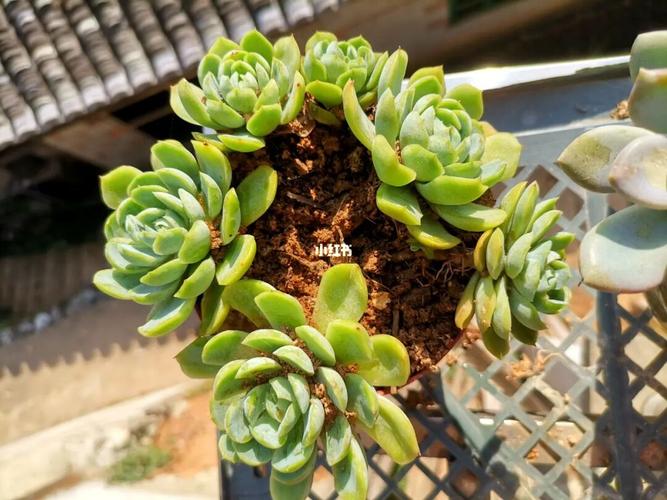 小叶冰梅_多肉植物_种花_阳台_多肉控_家居家装_家居装饰_花艺