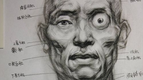 脸部正面肌肉素描