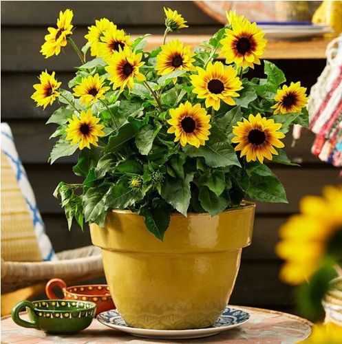 香微园艺光辉岁月超级向日葵盆栽苗带花苞四季开花阳台植物太阳花