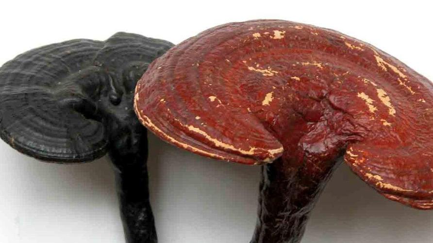 lucidum karst):又称林中灵,琼珍,是多孔菌科真菌灵芝的子实体