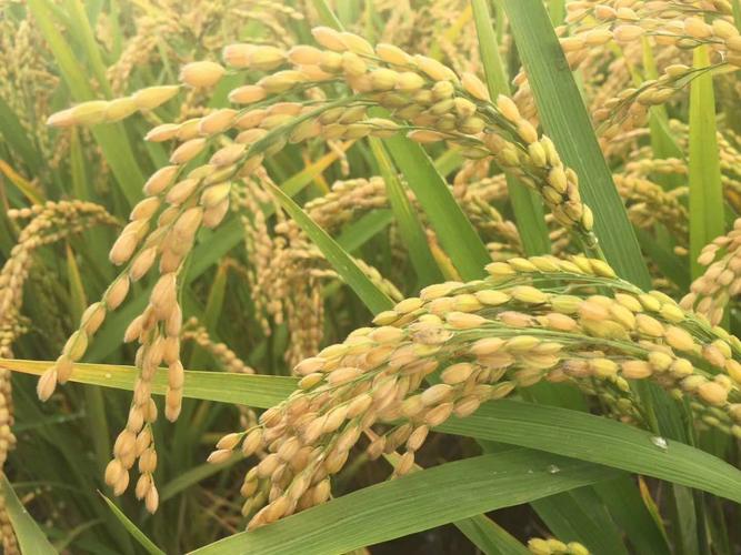 其它 鑫丰园农资有限公司2019水稻新品种 写美篇新垦稻18  富尔龙稻31