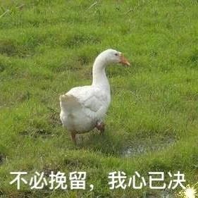 大鹅表情包:不必挽留,我心已决