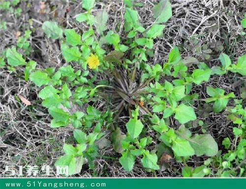 农村荒地里的一种野菜,常被当作野荠菜采,它药用功效堪称"感冒灵"