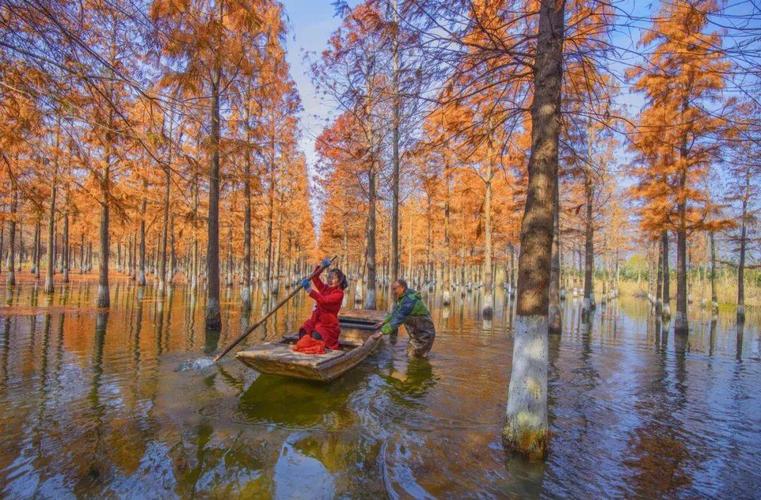 备受媒体青睐的水杉林就在洪泽湖湿地