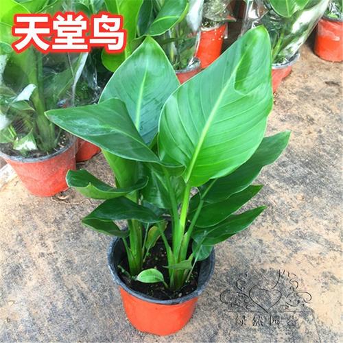 花卉绿植盆栽金钻苗天堂鸟植物鹤望兰大型绿植客厅四季长青吸甲.