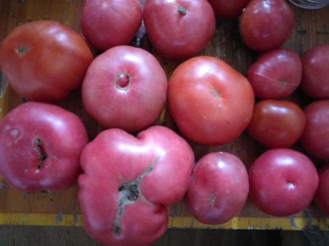 老品种的西红柿