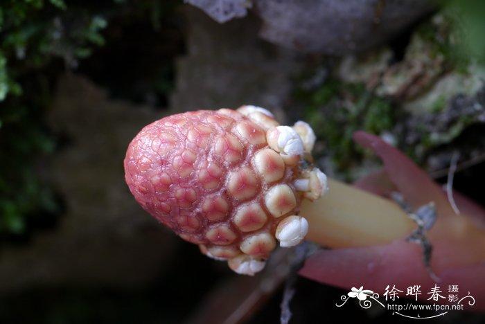 红冬蛇菰balanophoraharlandii