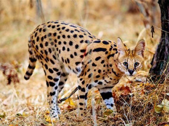 为什么说薮猫是猫中贵族人称小猎豹引土豪一掷千金