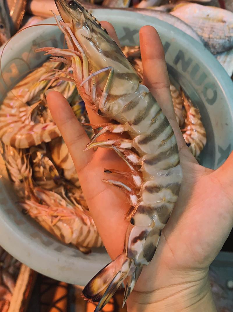 好大的九节虾08又名虎斑虾_海滨路自由行热门攻略_海滨_美食_小红书