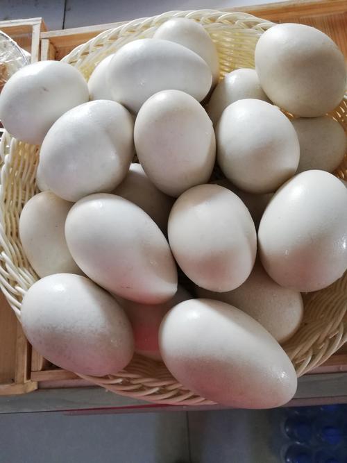 大雁蛋一个十五元