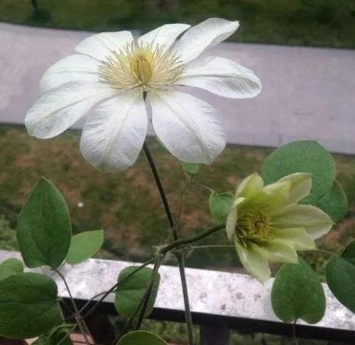 转子莲的花是生长在枝条的顶端,通常也是一朵花.