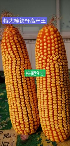 吉林省鑫馨高科:2020年主推十大优质高产多抗玉米巅峰品种