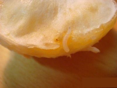 "带蛆柑橘"重现江湖!专家称不会危害身体健康 有请专家试吃