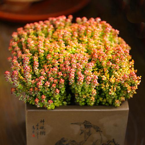 高档锦串好多肉植物开花花卉v绿植大颗钱养精品钱串子