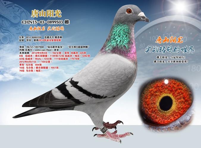 唐山阳光 - 中信网铭鸽展厅 www.ag188.com